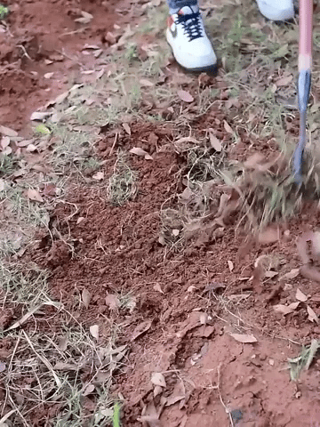 EasyWeed Iron Rake